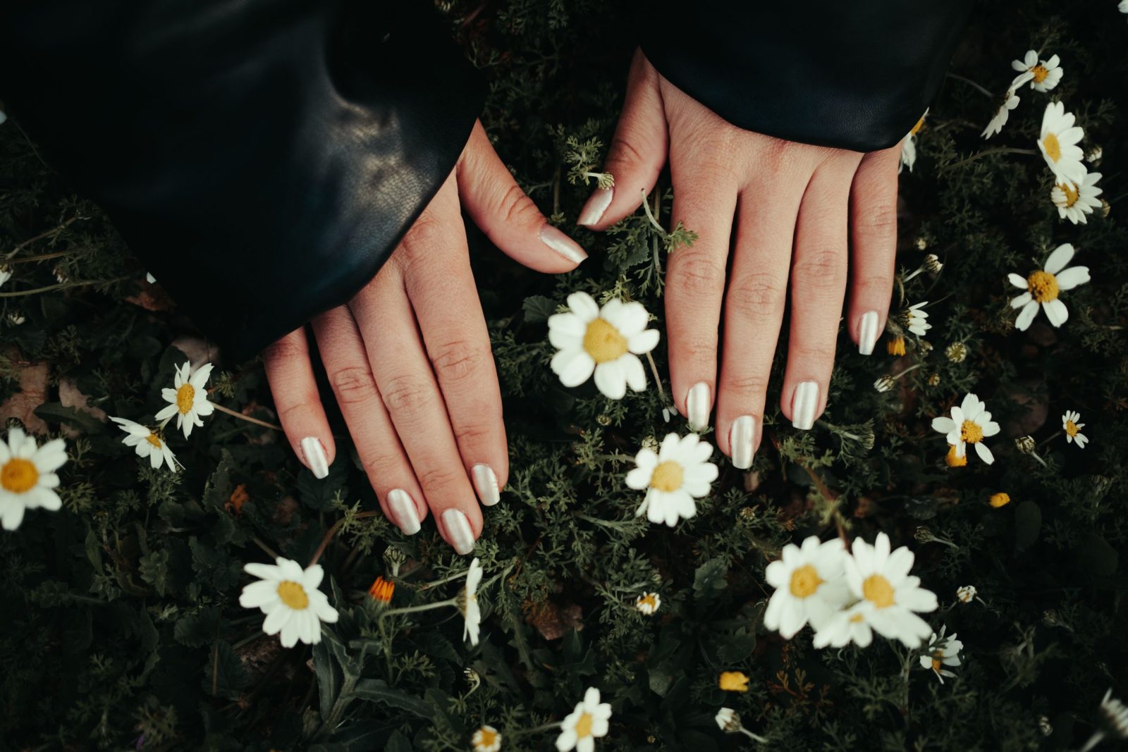 Close-up of manicured hands over daisies, blending nature with fashion in a captivating outdoor scene.